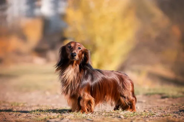 Long-Haired Dachshunds