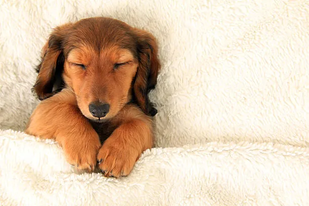 Health Concerns for Long-Haired Dachshunds: What Every Owner Should Know