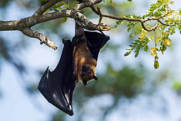 New Bat Coronavirus Discovered