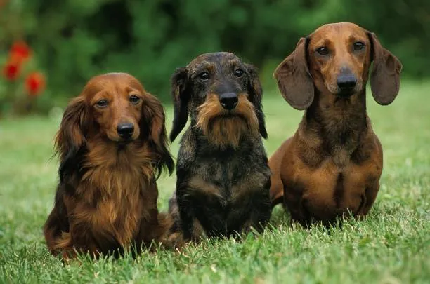 Health Concerns for Long-Haired Dachshunds: What Every Owner Should Know